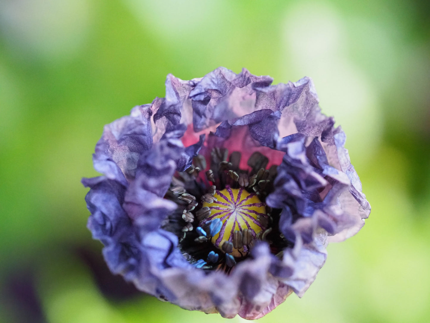 50 Organic AMAZING GREY POPPY Papaver Rhoeas Silvery Gray Flower Seeds