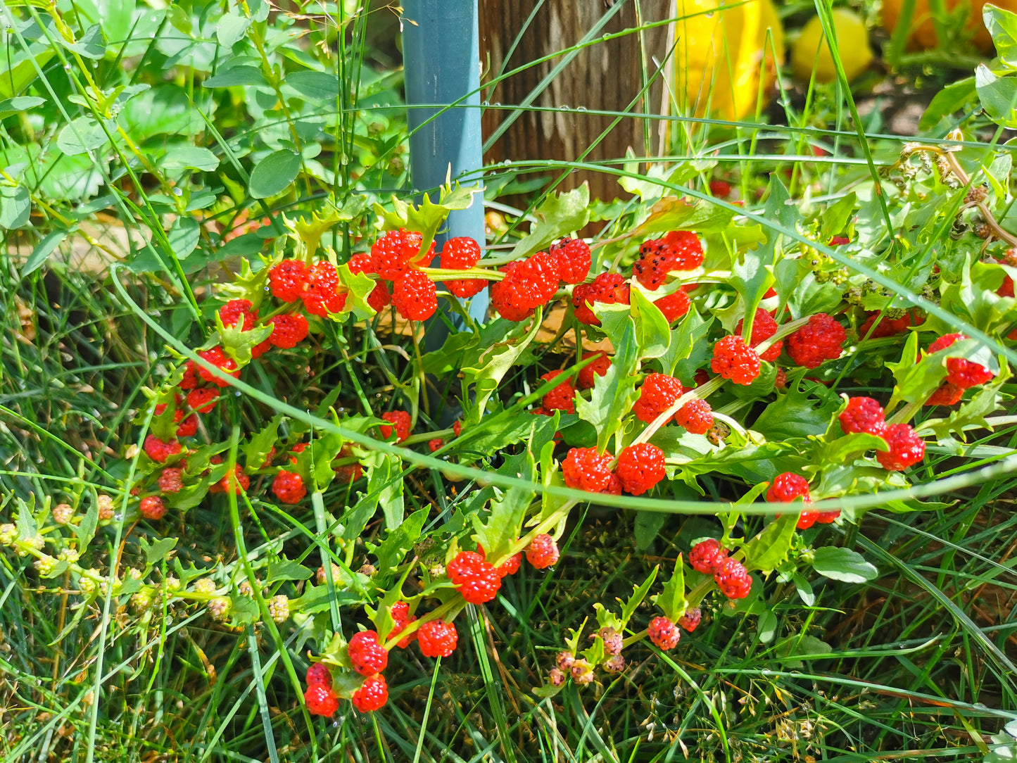 100 STRAWBERRY STICKS / SPINACH Chenopodium Foliosum Fruit Berry Seeds