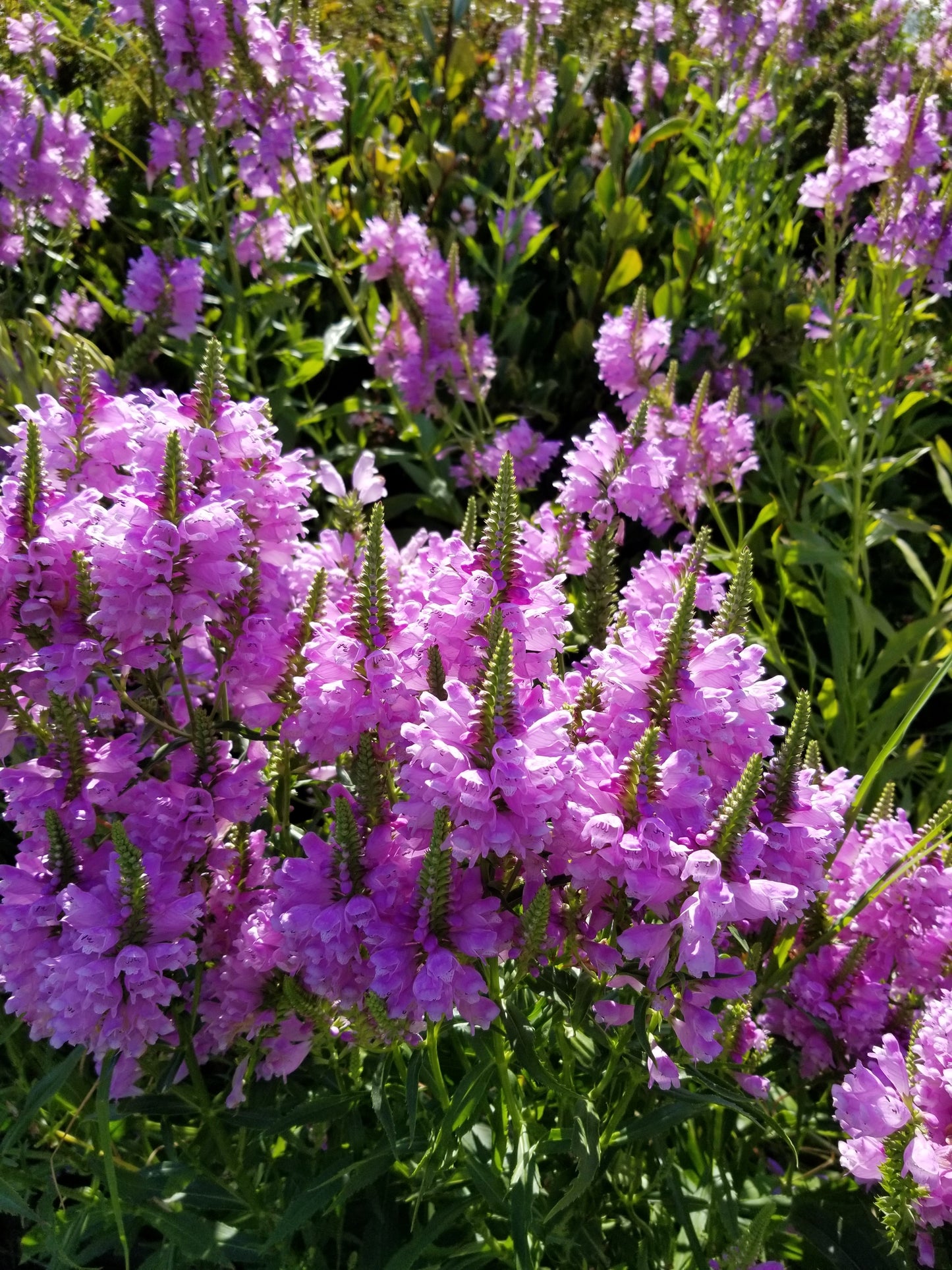 50 PINK Showy OBEDIENT PLANT (False Dragon Head) Physostegia Virginiana Flower Seeds