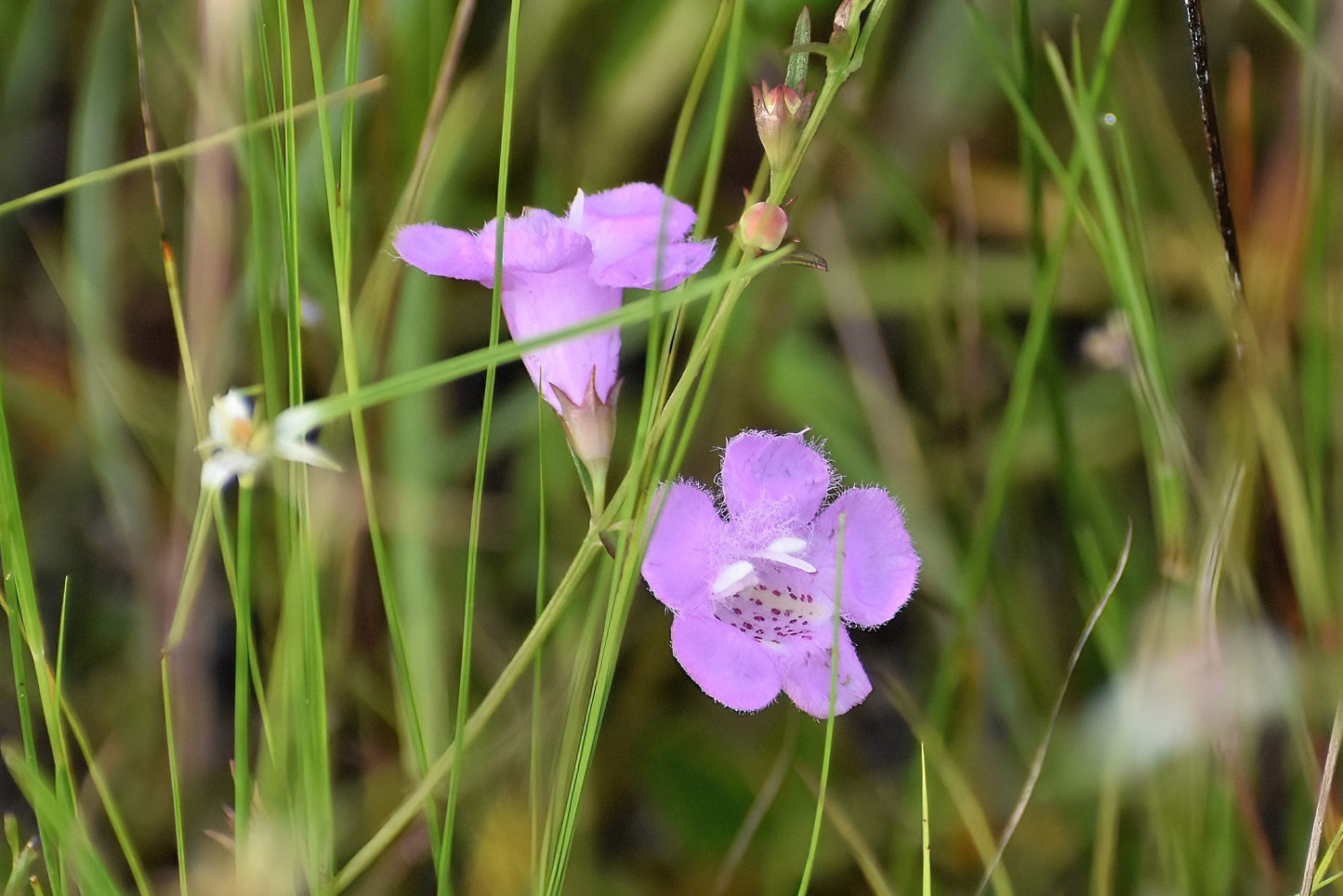 100 FALSE PURPLE FOXGLOVE Rose Gerardia Wetland Agalinis Purpurea Flower Seeds