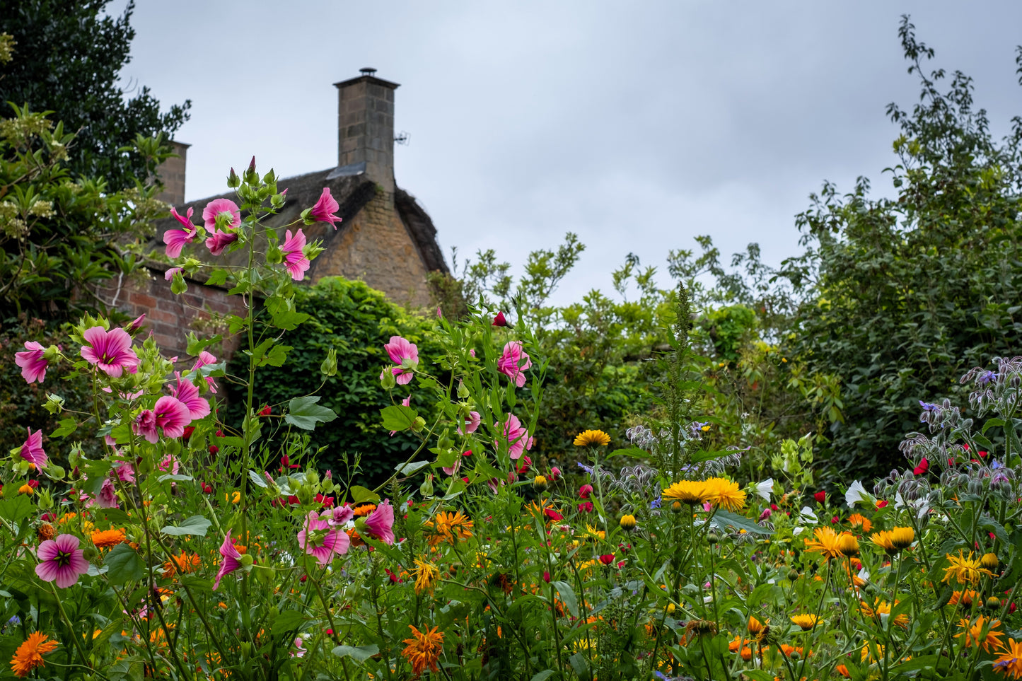 10 VULCAN MALOPE Trifida / Mallowwort / Mallow Flower Seeds