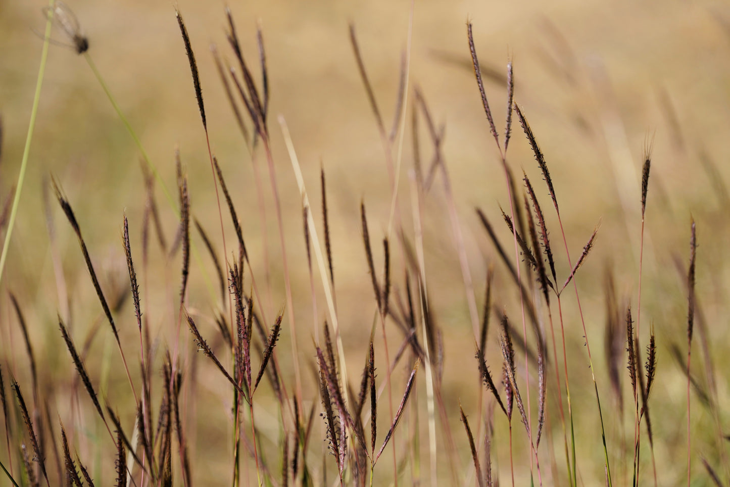 300 Ornamental BIG BLUESTEM GRASS Beardgrass Andropogon Gerardii Seeds