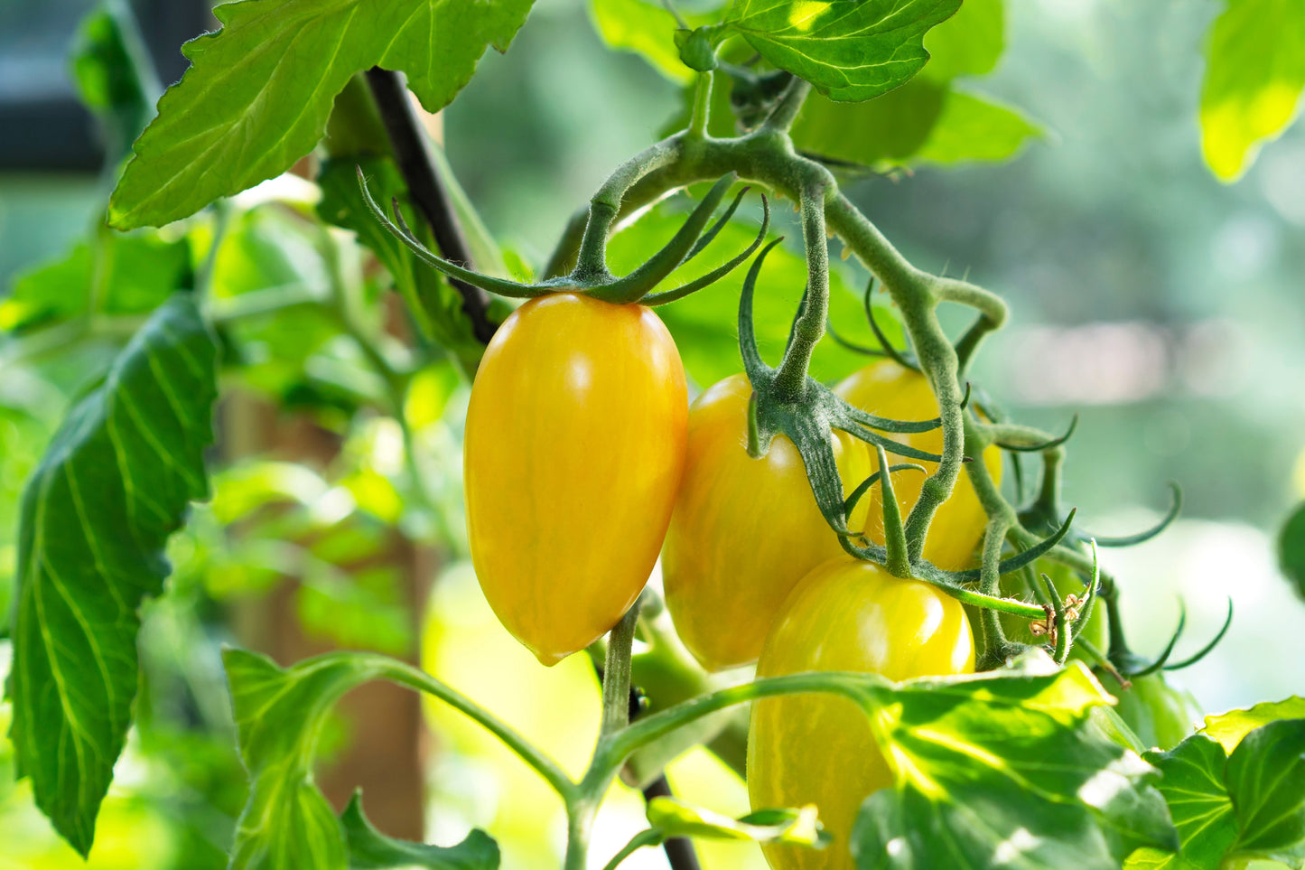 150 PLUM YELLOW TOMATO Lycopersicon Heirloom Indeterminate Fruit Vegetable Seeds