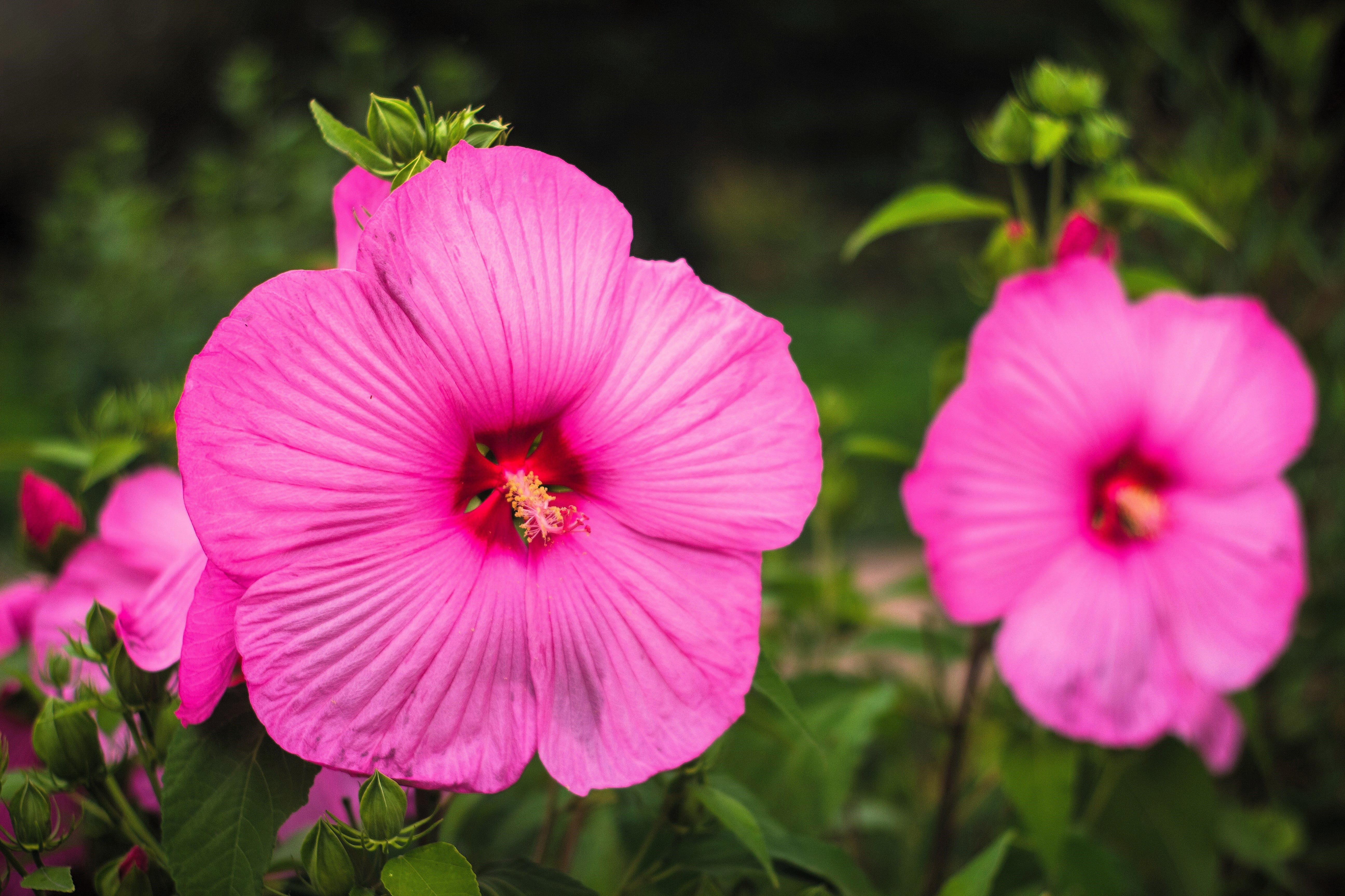 25 MIXED LUNA HIBISCUS Moscheutos Hardy Mixed Colors - Red, Hot