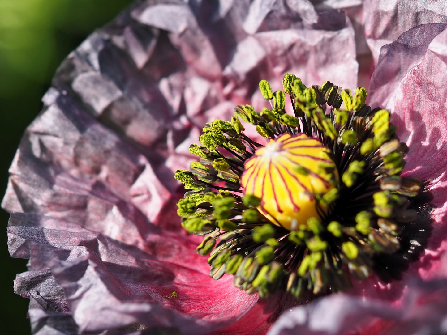 50 Organic AMAZING GREY POPPY Papaver Rhoeas Silvery Gray Flower Seeds