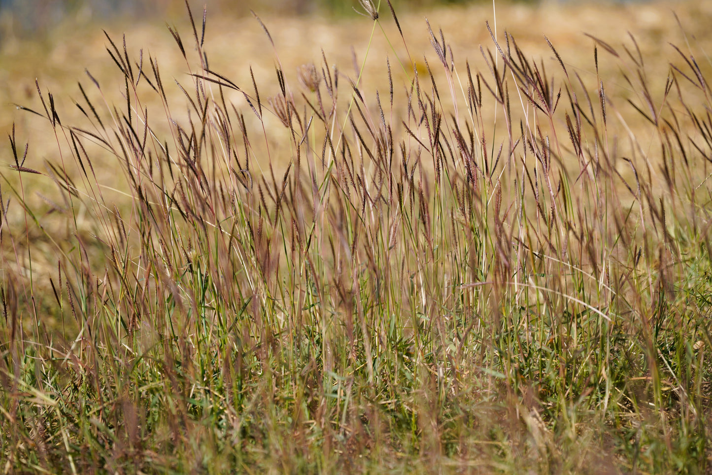 300 Ornamental BIG BLUESTEM GRASS Beardgrass Andropogon Gerardii Seeds