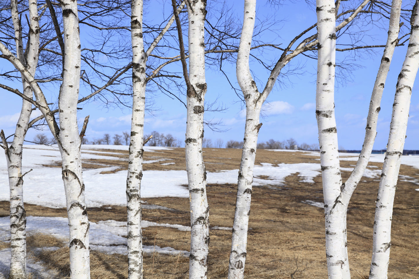 100 WHITE Japanese BIRCH TREE Betula Platyphylla Japonica Seeds