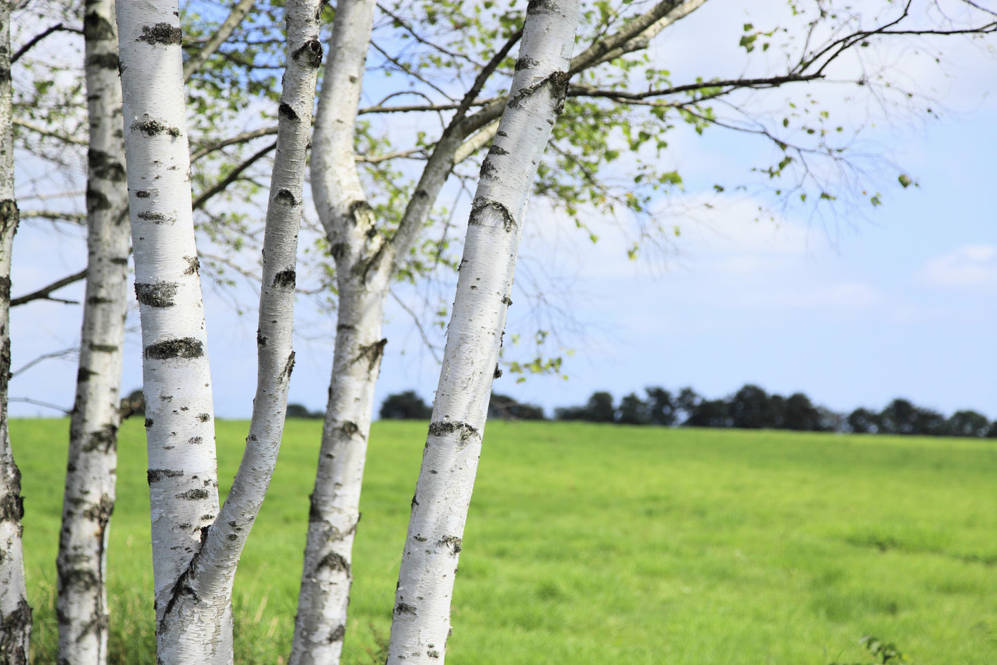 100 WHITE Japanese BIRCH TREE Betula Platyphylla Japonica Seeds