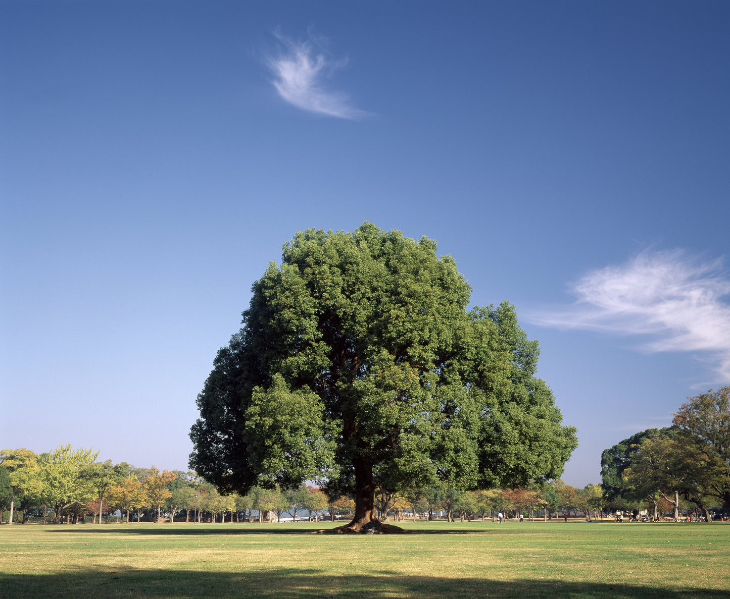 5 CAMPHOR TREE Laurel Cinnamomum Camphora Camphorwood White Flower Black Seeds