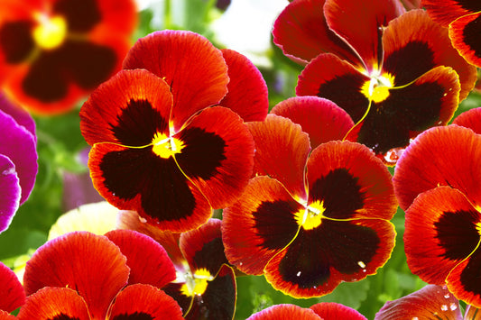 50 RED & BROWN PANSY Swiss Giant Violet Viola Wittrockiana Flower Seeds