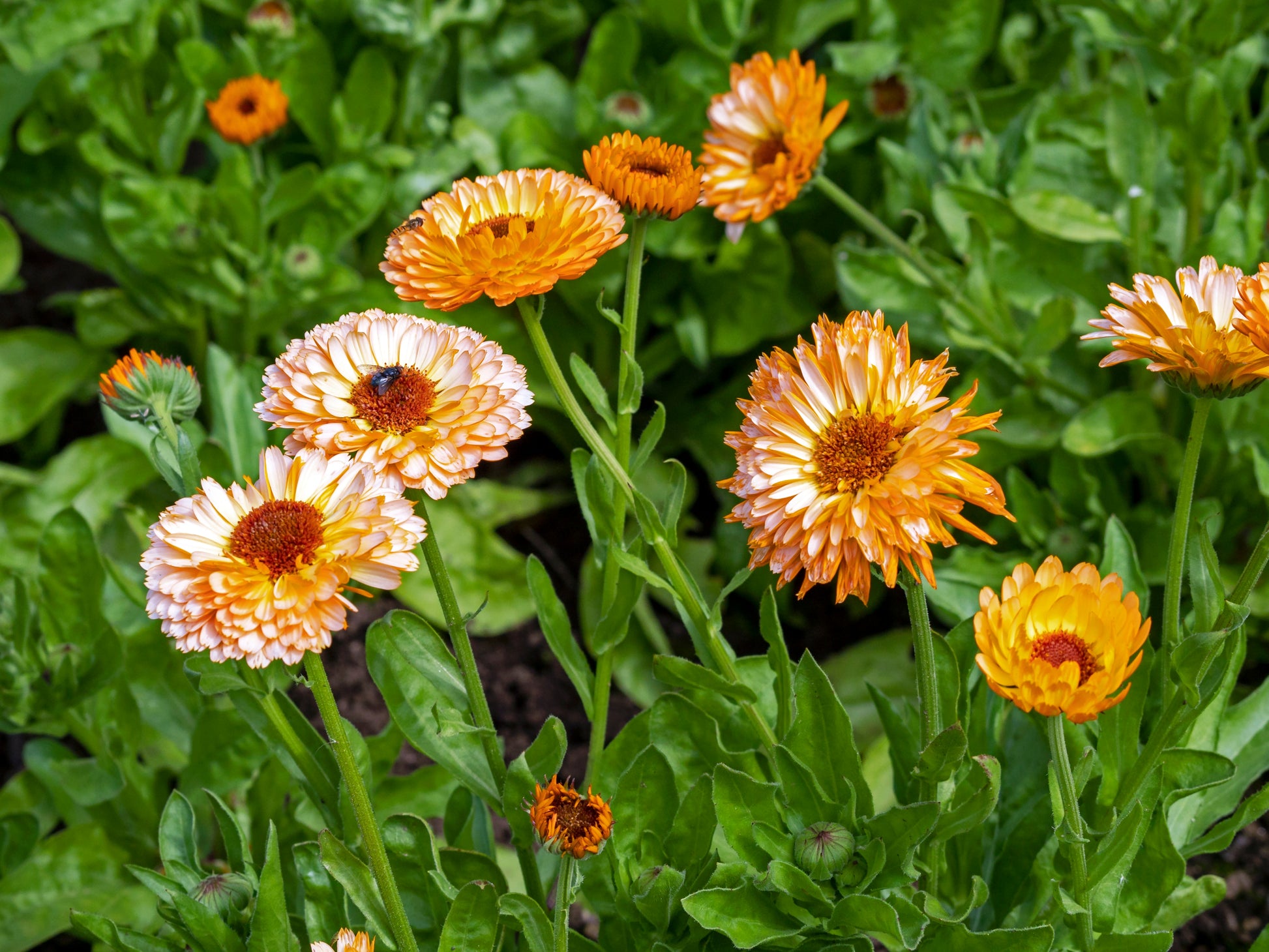 pot marigold plant 20 ZEOLIGHTS CALENDULA Officinalis MARIGOLD Flower Seeds Zeolight Cora – Seedville USA