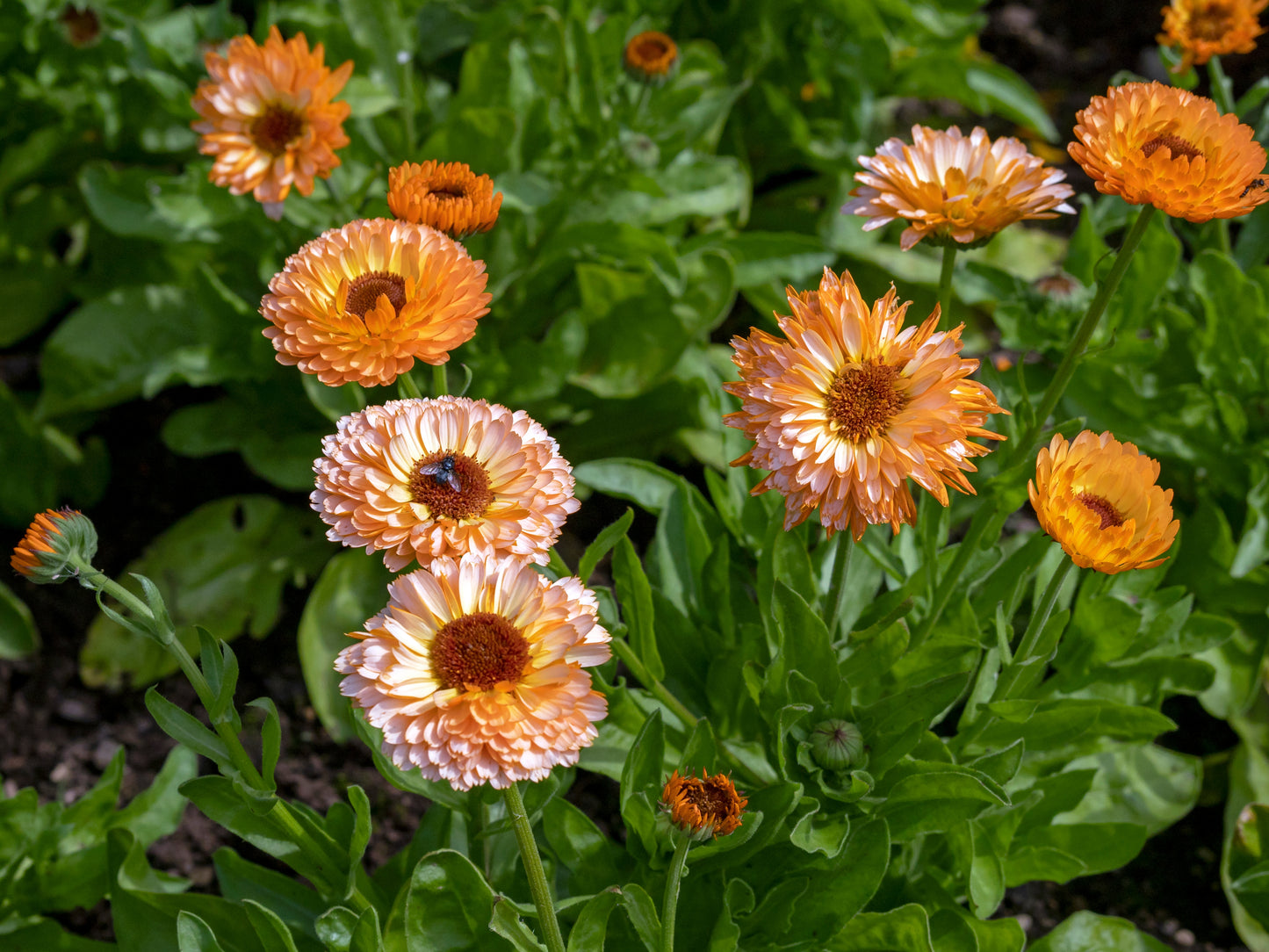 calendula marigold seeds 20 ZEOLIGHTS CALENDULA Officinalis MARIGOLD Flower Seeds Zeolight Cora – Seedville USA