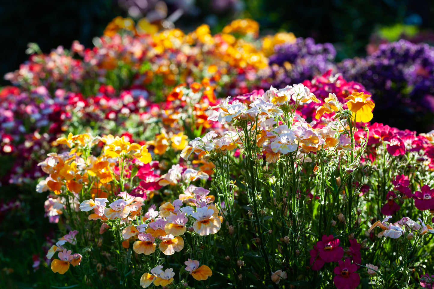 50 CARNIVAL MIX NEMESIA Strumosa Mixed Colors Flower Seeds