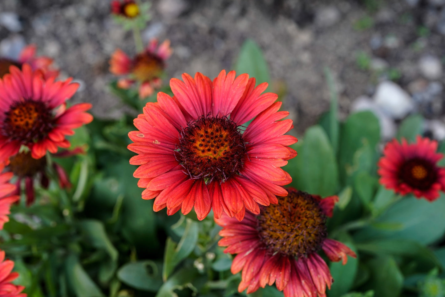 50 BURGUNDY GAILLARDIA Red Indian Blanket Flower Seeds