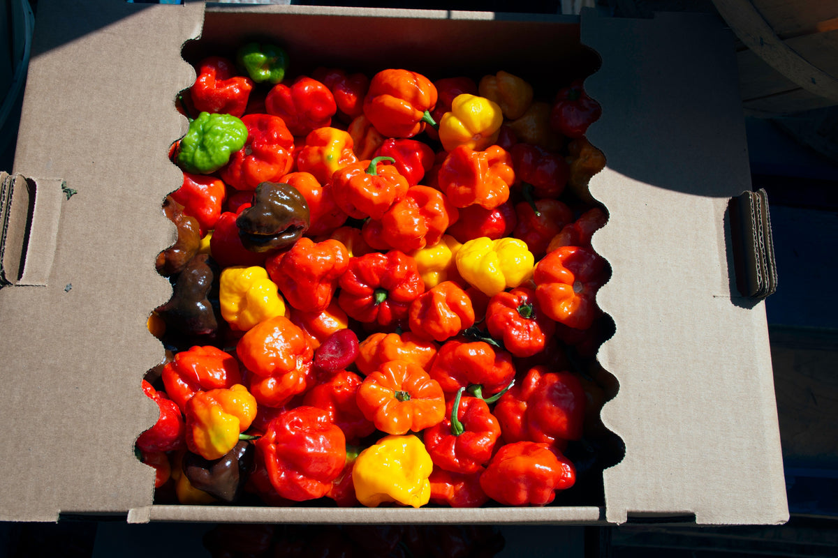 40 Red JAMAICAN HOT PEPPER Capsicum Chinense Scotch Bonnet Vegetable Seeds