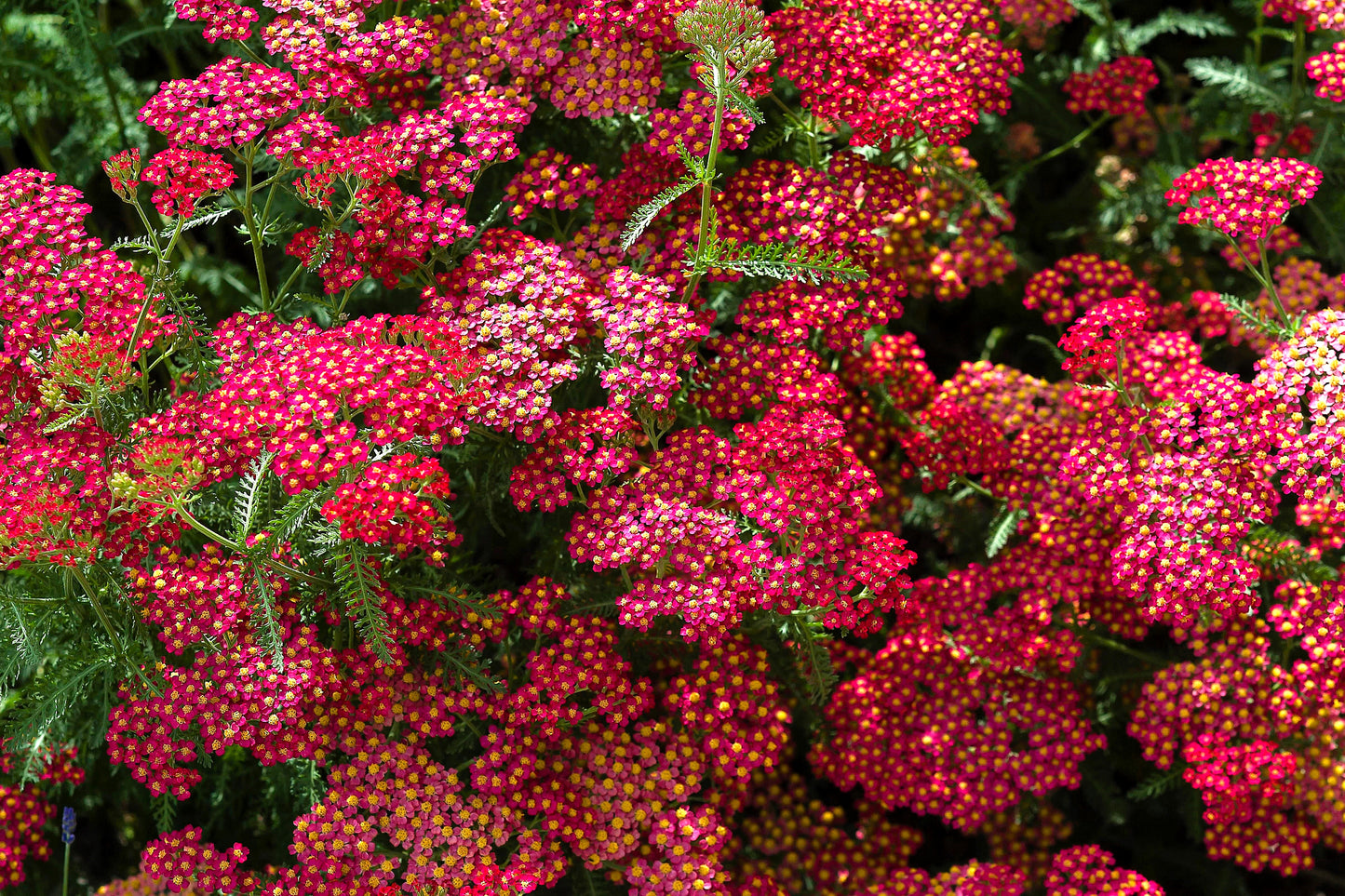 600 RED YARROW Achillea Millefolium Rubra Flower Seeds