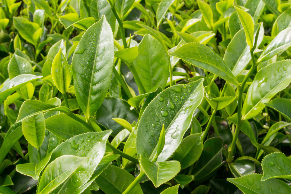 5 TEA PLANT Black & Green Drinking Tea Camellia Sinensis Evergreen Tre ...