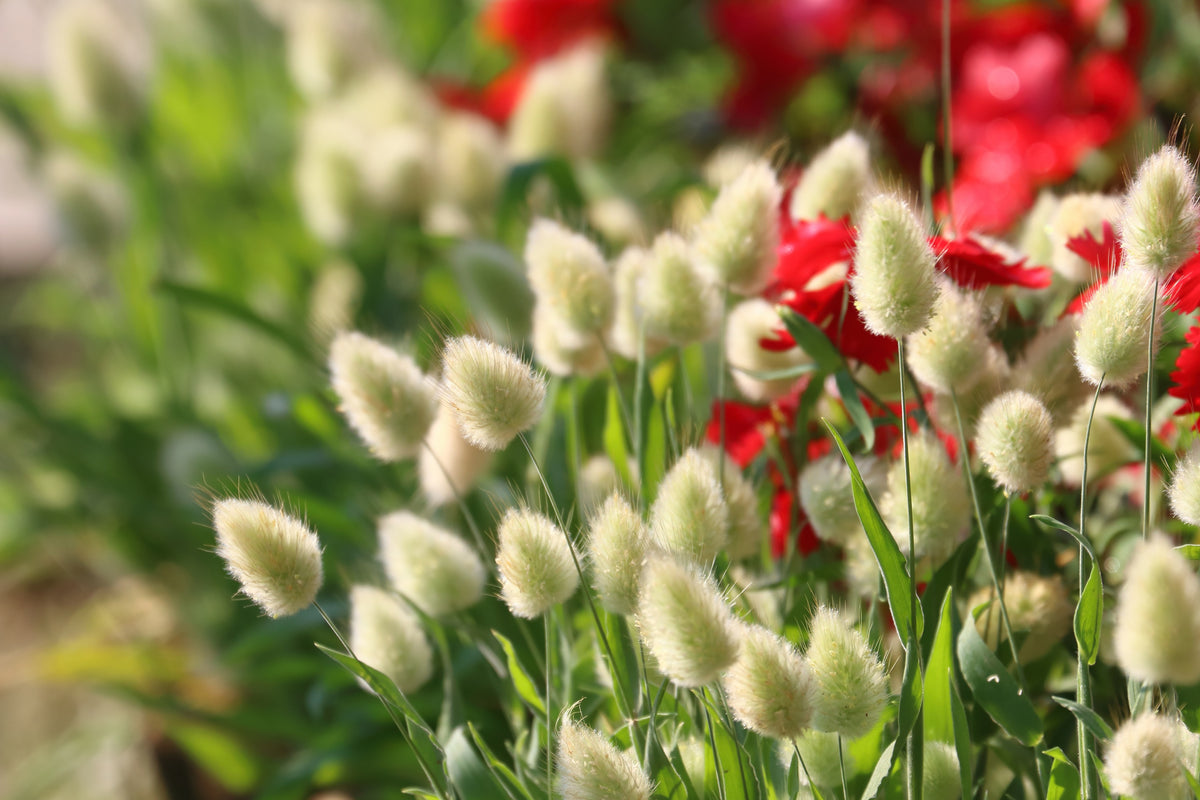 100 BUNNY TAILS GRASS (Hares Tail) Ornamental Lagurus Ovatus Seeds