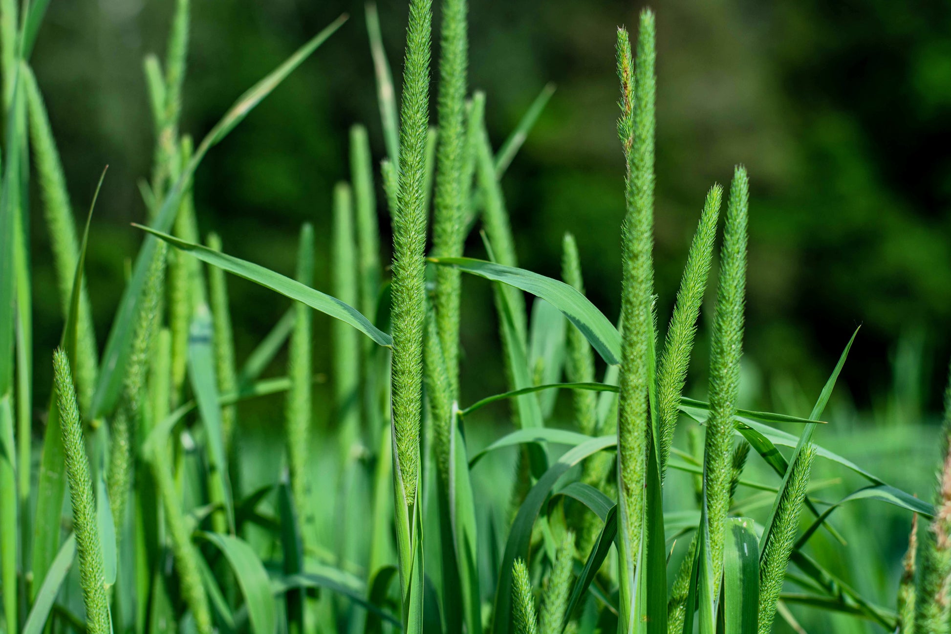 planting timothy seed 500 DERBY TIMOTHY GRASS Ornamental Phleum Pratense Seeds – Seedville USA