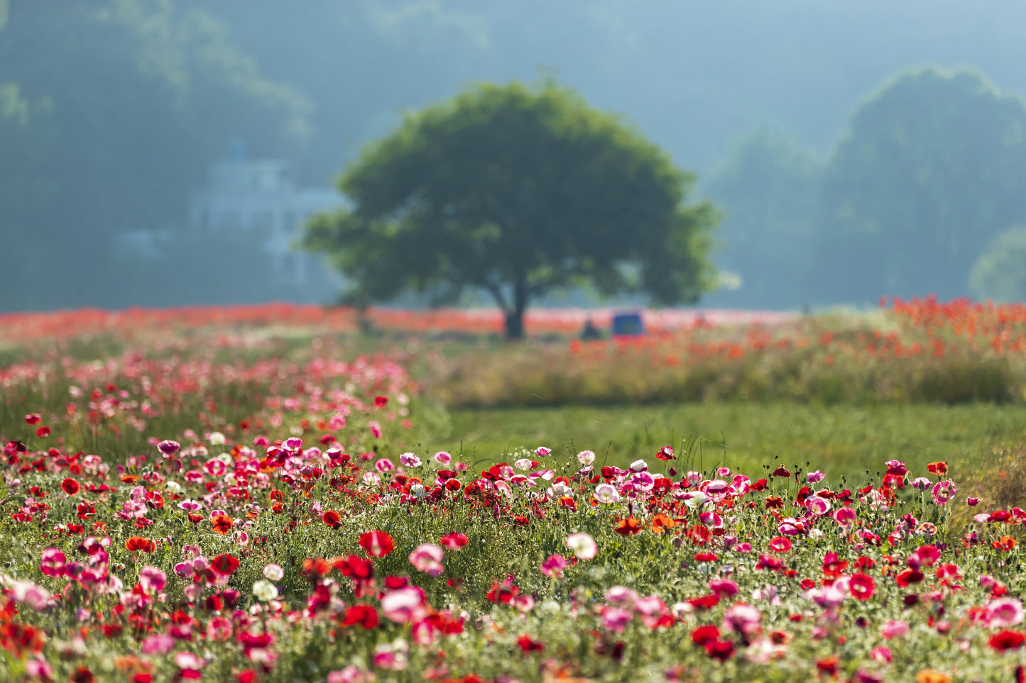 1000 MIXED Colors ORIENTAL POPPY Papaver Orientale Flower Seeds