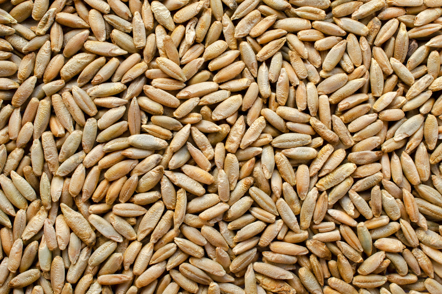 300 Wrens Abruzzi WINTER RYE Secale Cereale Grain Cover Crop Seeds