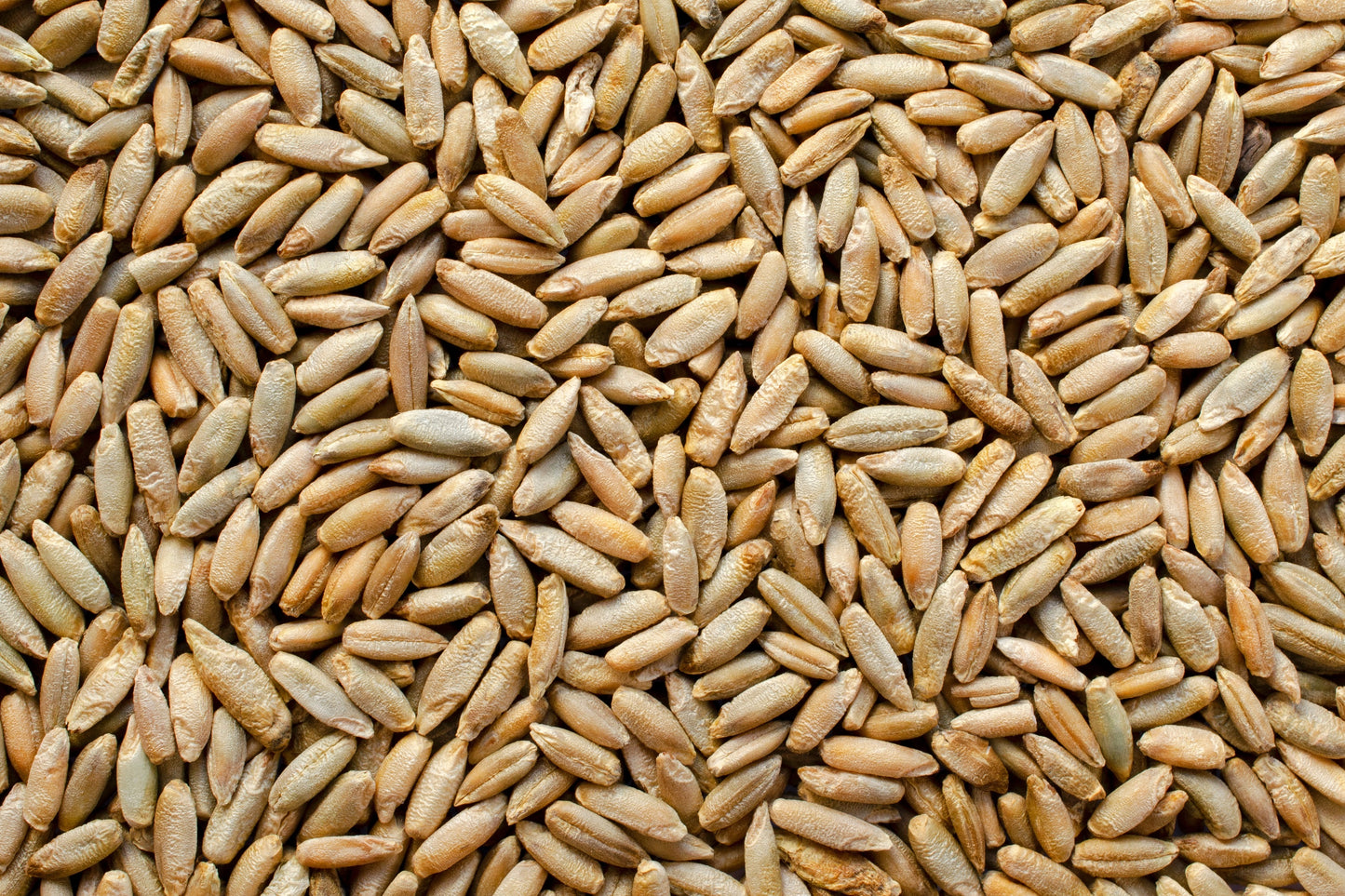 300 Wrens Abruzzi WINTER RYE Secale Cereale Grain Cover Crop Seeds