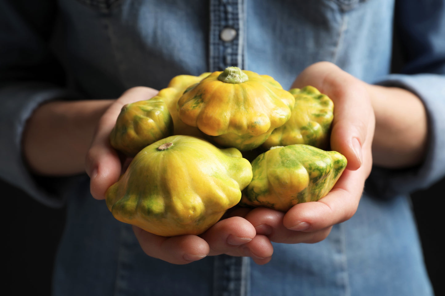 10 Golden YELLOW Bush SCALLOP SQUASH (Patty Pan / Paty Pan / Squanter Squash) Summer Cucurbita Pepo Vegetable Seeds