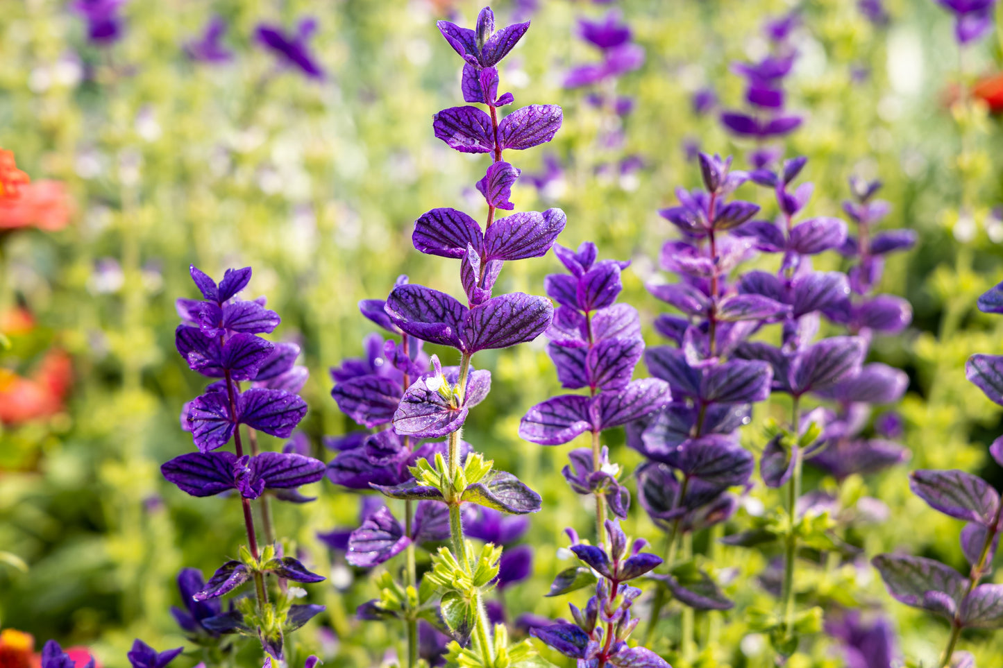 50 OXFORD BLUE SAGE Salvia Viridis Clary Painted Horminum Sage Herb Flower Seeds