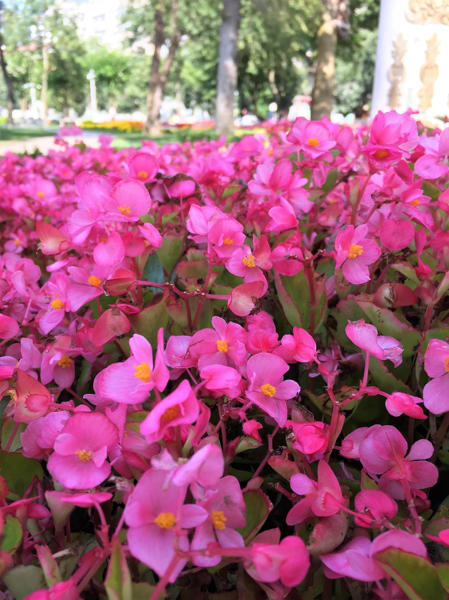 100 Rose PINK WAX BEGONIA Semperflorens Fibrous Shade Flower Seeds