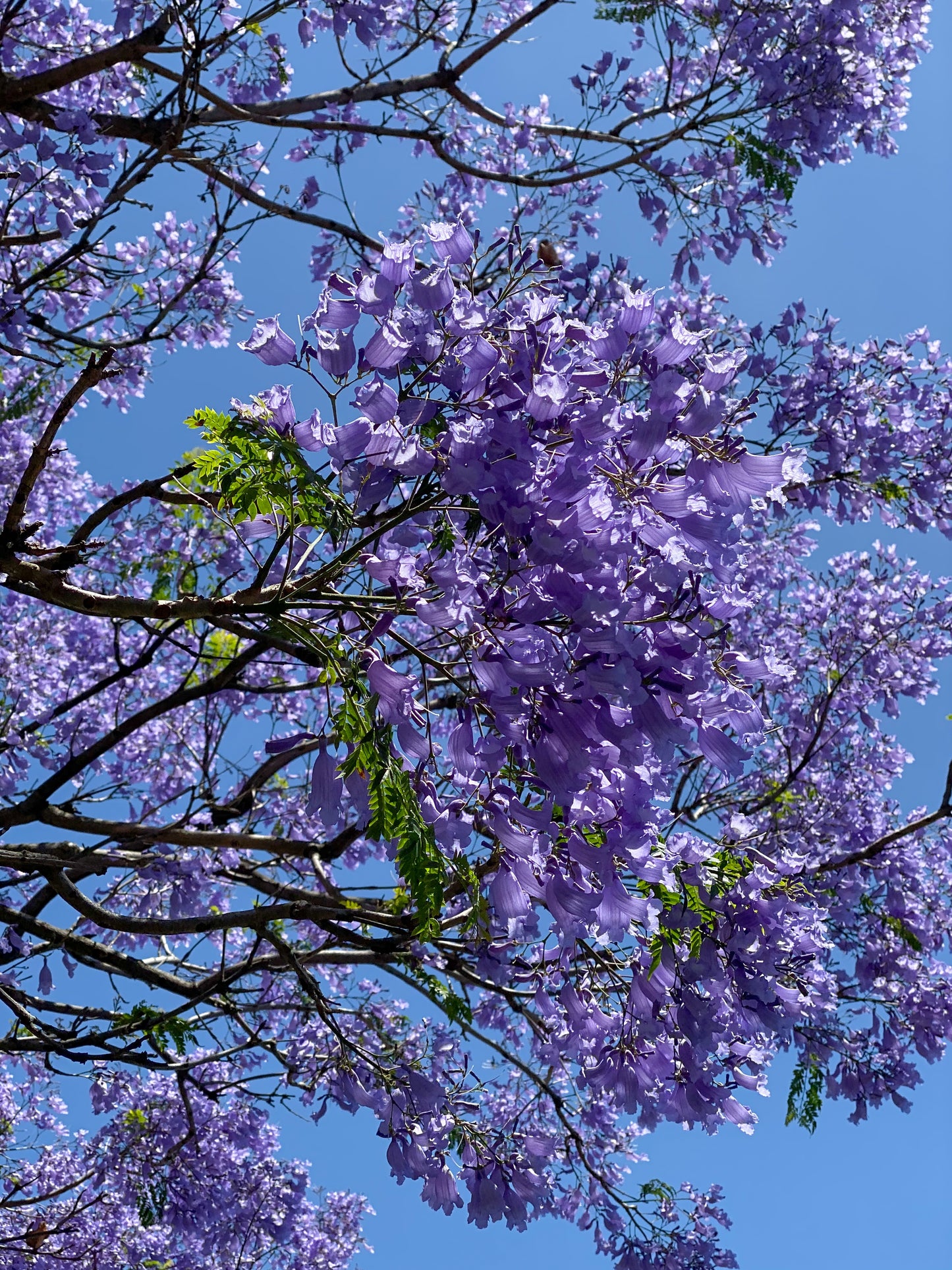 25 BLUE JACARANDA TREE ( Fern Tree / Brazilian Rose Wood / Green Ebony ) Jacaranda Mimosifolia Seeds