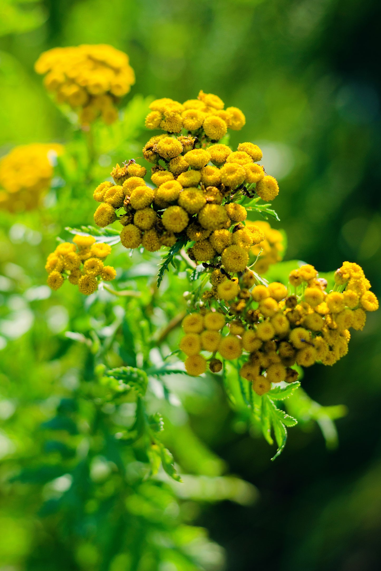 250 Yellow GOLDEN AGERATUM Lonas Inodora Flower Seeds