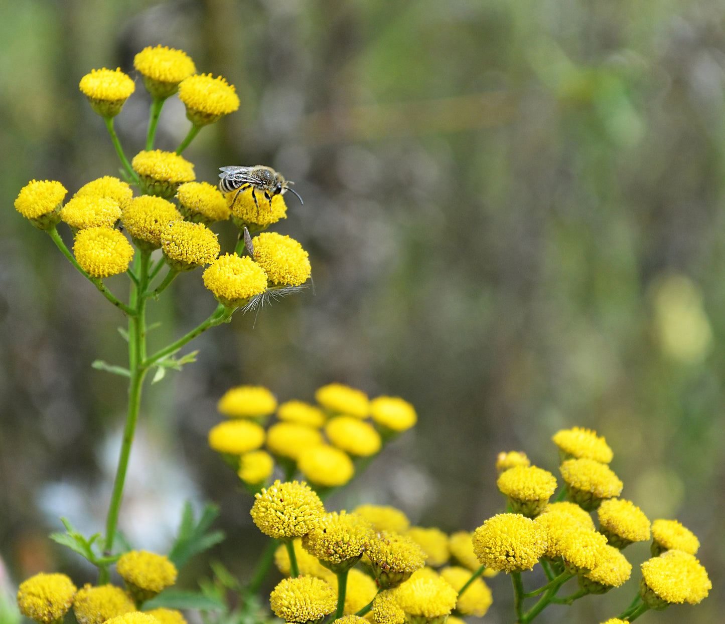 250 Yellow GOLDEN AGERATUM Lonas Inodora Flower Seeds