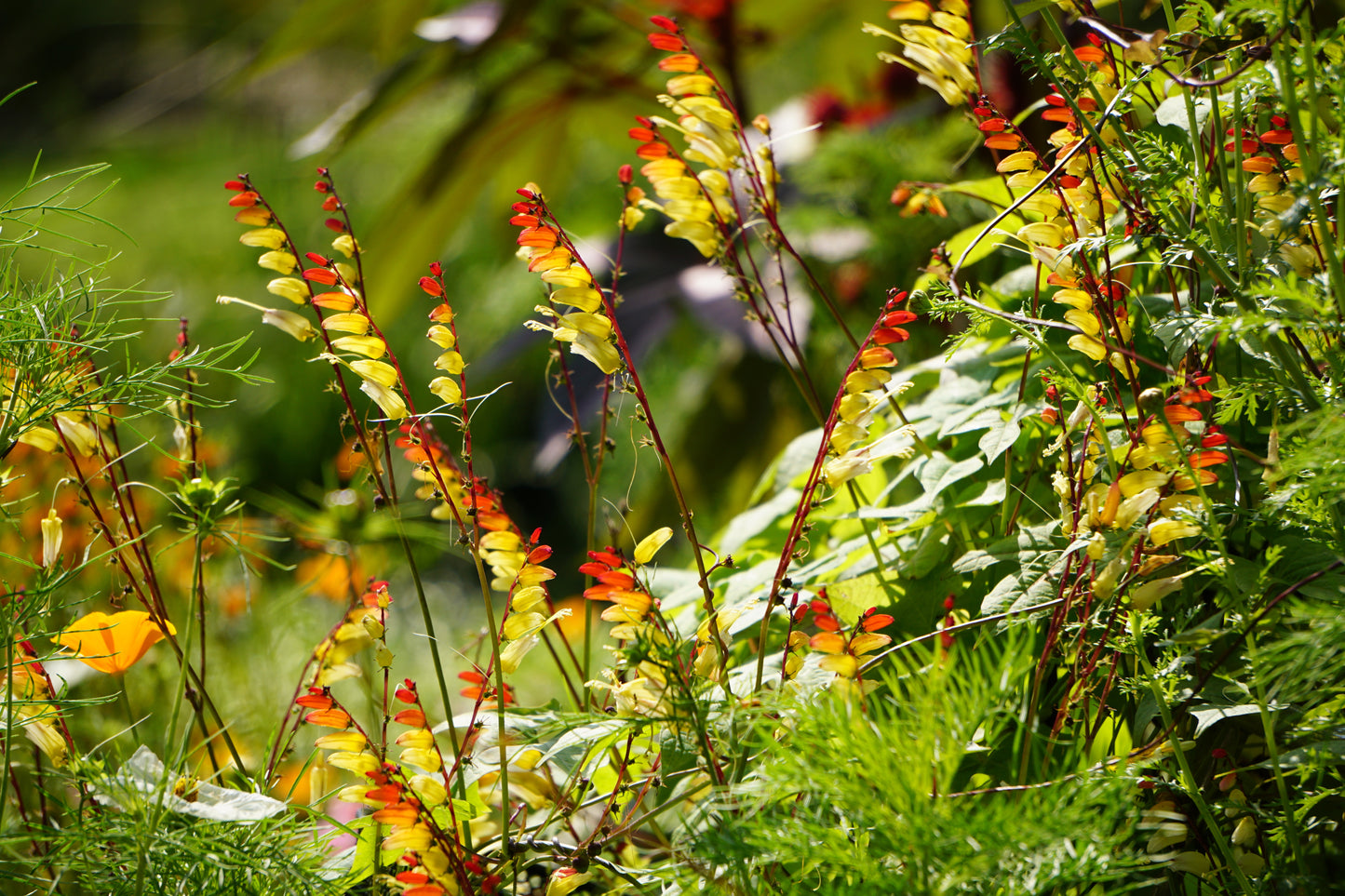 10 FIRECRACKER VINE Flower Mina Lobata Exotic Love Spanish Flag Ipomoea Seeds