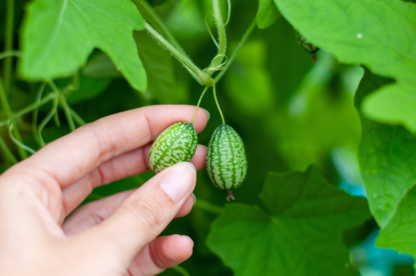 10 CUCAMELON Melothria Scabra Mouse Melon Mexican Gherkin Mini Watermelon Cucumber Fruit Vine Seeds