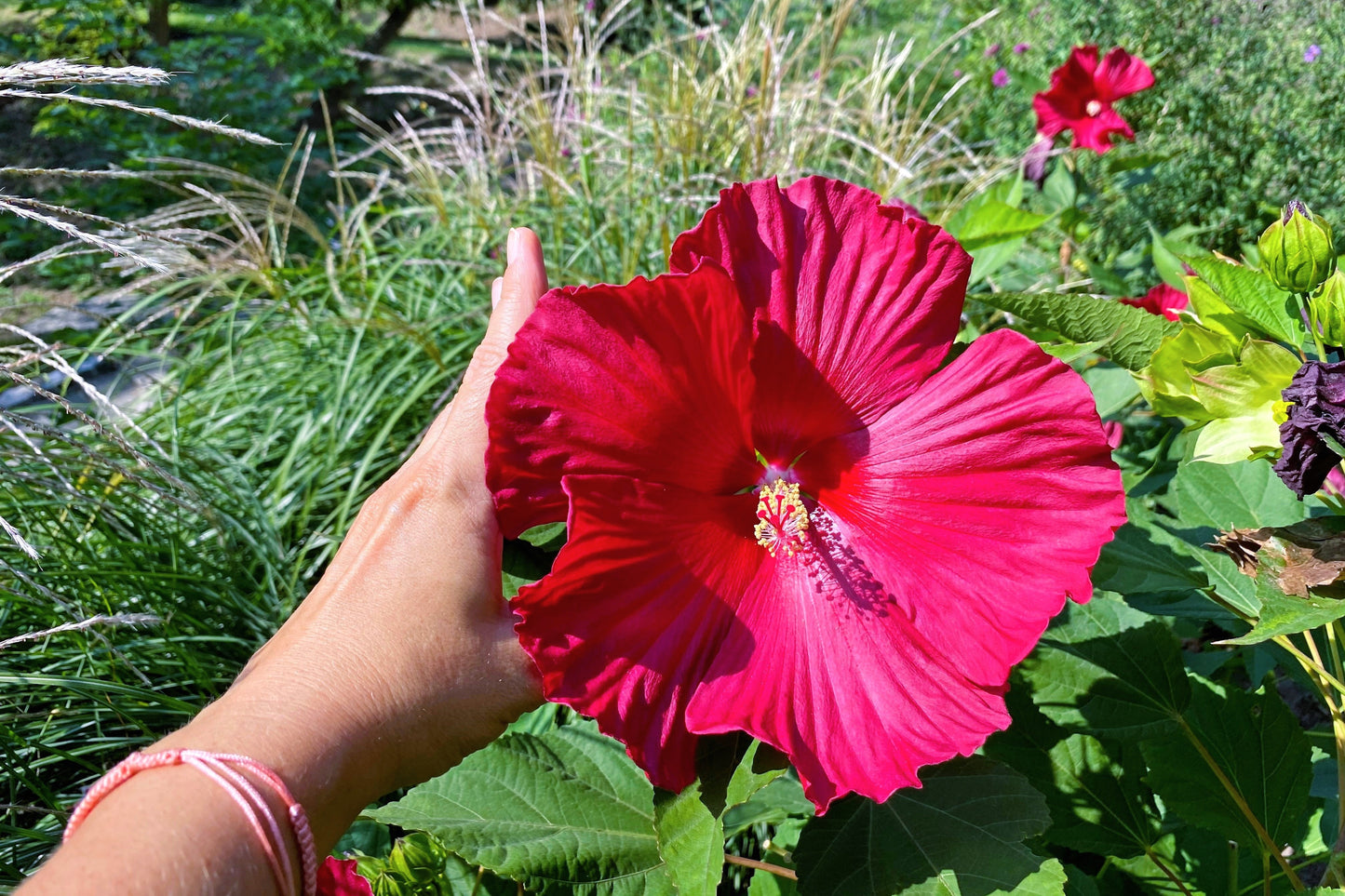 25 Grenache Vintage Hot PINK HARDY HIBISCUS Hibiscus Moscheutos Flower Seeds