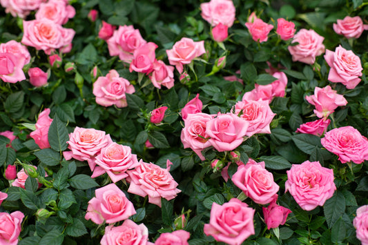 5 PINK ROSE Rosa Bush Shrub Perennial Flower Seeds