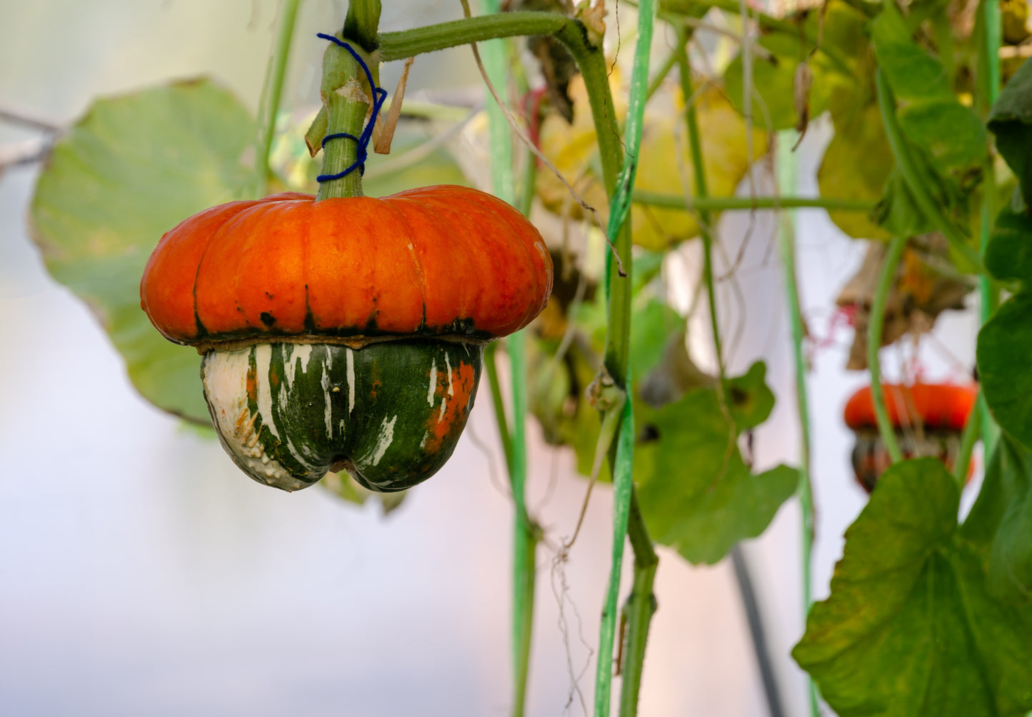 10 American TURKS TURBAN SQUASH Gourd Cucurbita Maxima Vine Seeds