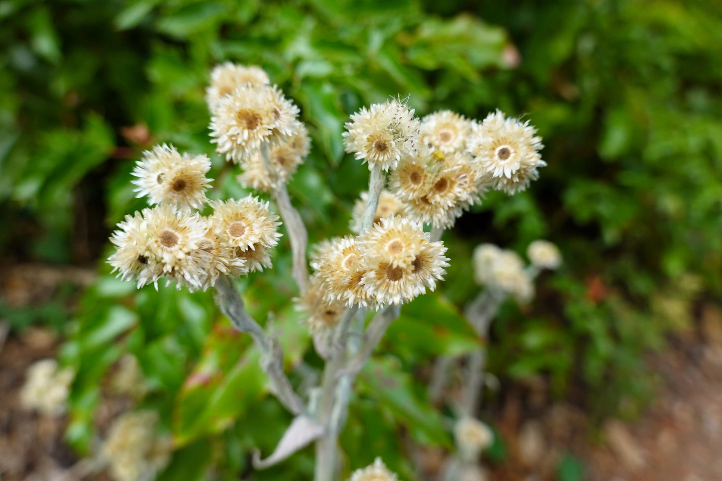 100 White SWEET EVERLASTING Gnaphalium Obtusifolium Butterfly Flower Herb Seeds