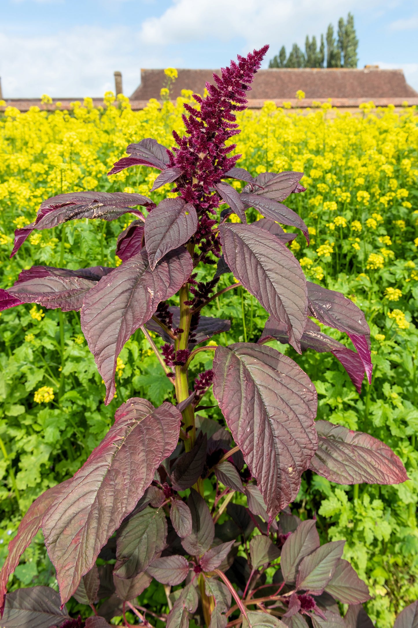 250 PRINCES FEATHER AMARANTHUS Cruentus Oeschberg Purple Red Flower Herb Seeds