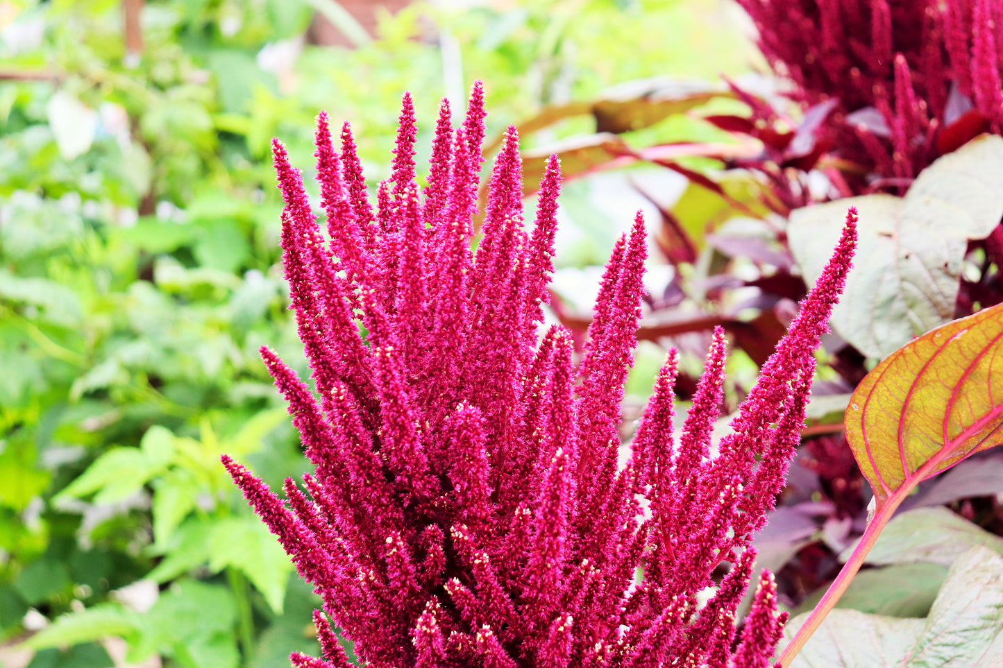 250 PRINCES FEATHER AMARANTHUS Cruentus Oeschberg Purple Red Flower Herb Seeds