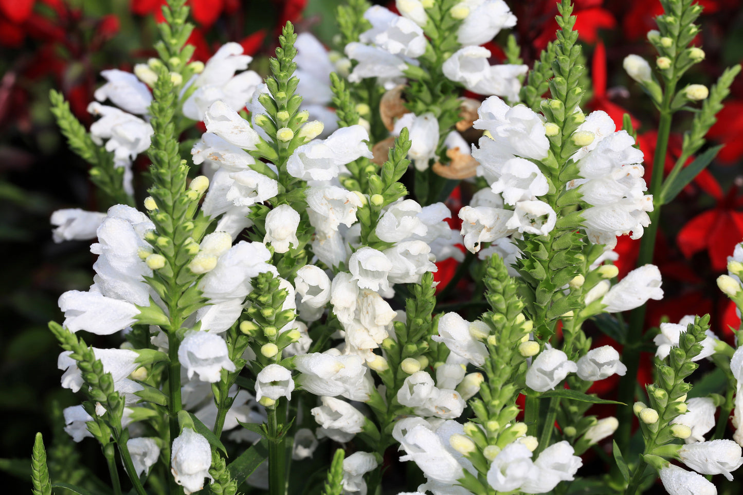 50 WHITE Showy OBEDIENT PLANT (False Dragon Head) Physostegia Virginiana Flower Seeds