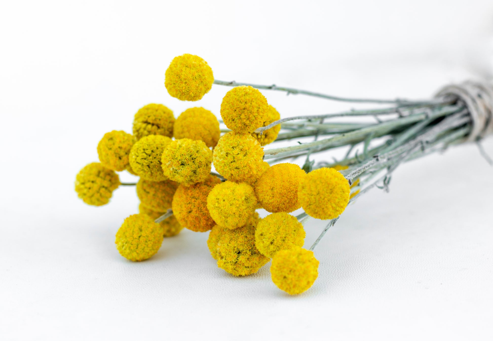 billy ball flower seeds 20 Yellow BILLY BUTTONS / WOLLYHEADS Craspedia Globosa Flower Seeds – Seedville USA