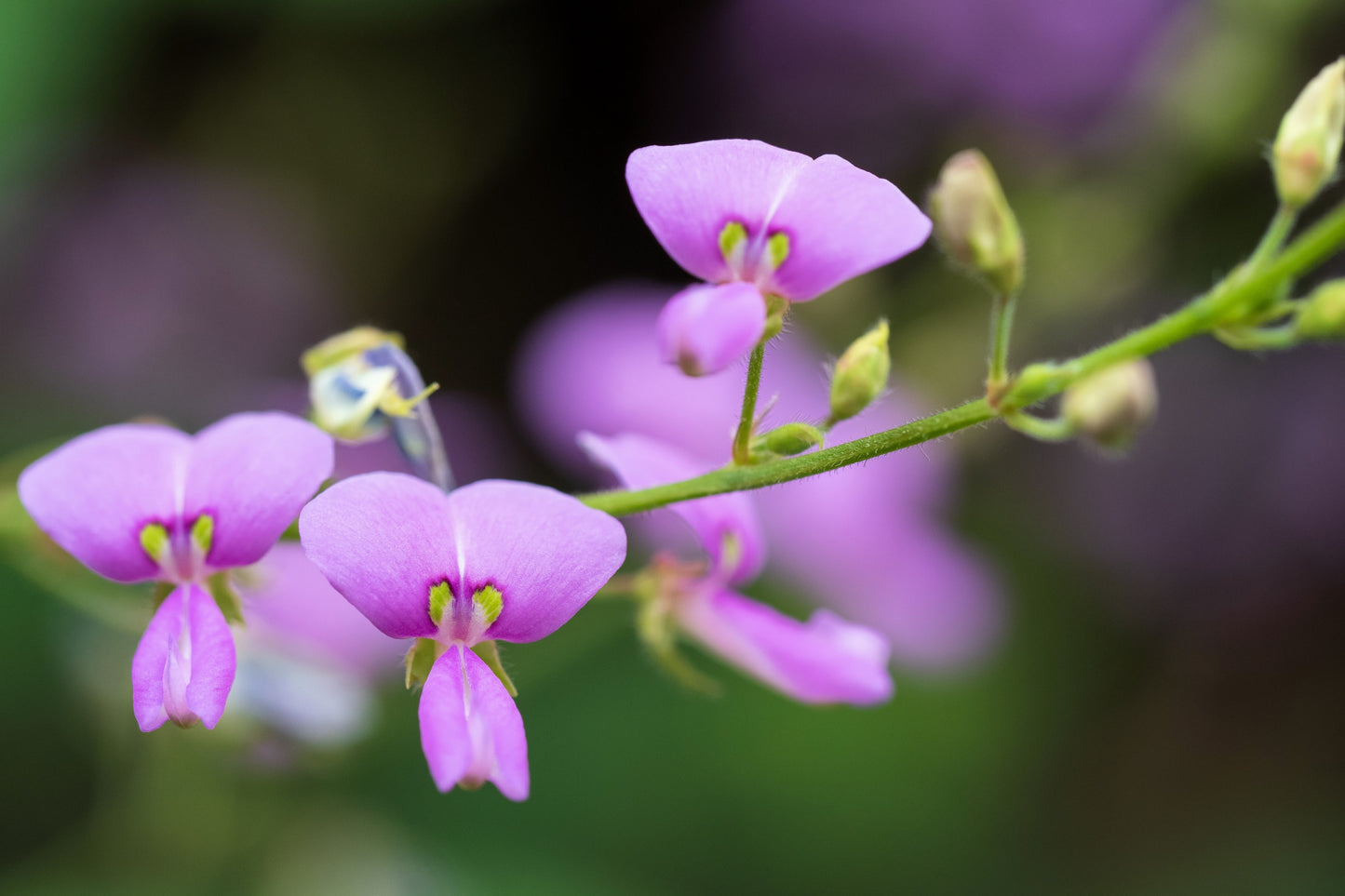 200 SHOWY PINK TREFOIL Stick Tights Desmodium Canadense Flower Seeds