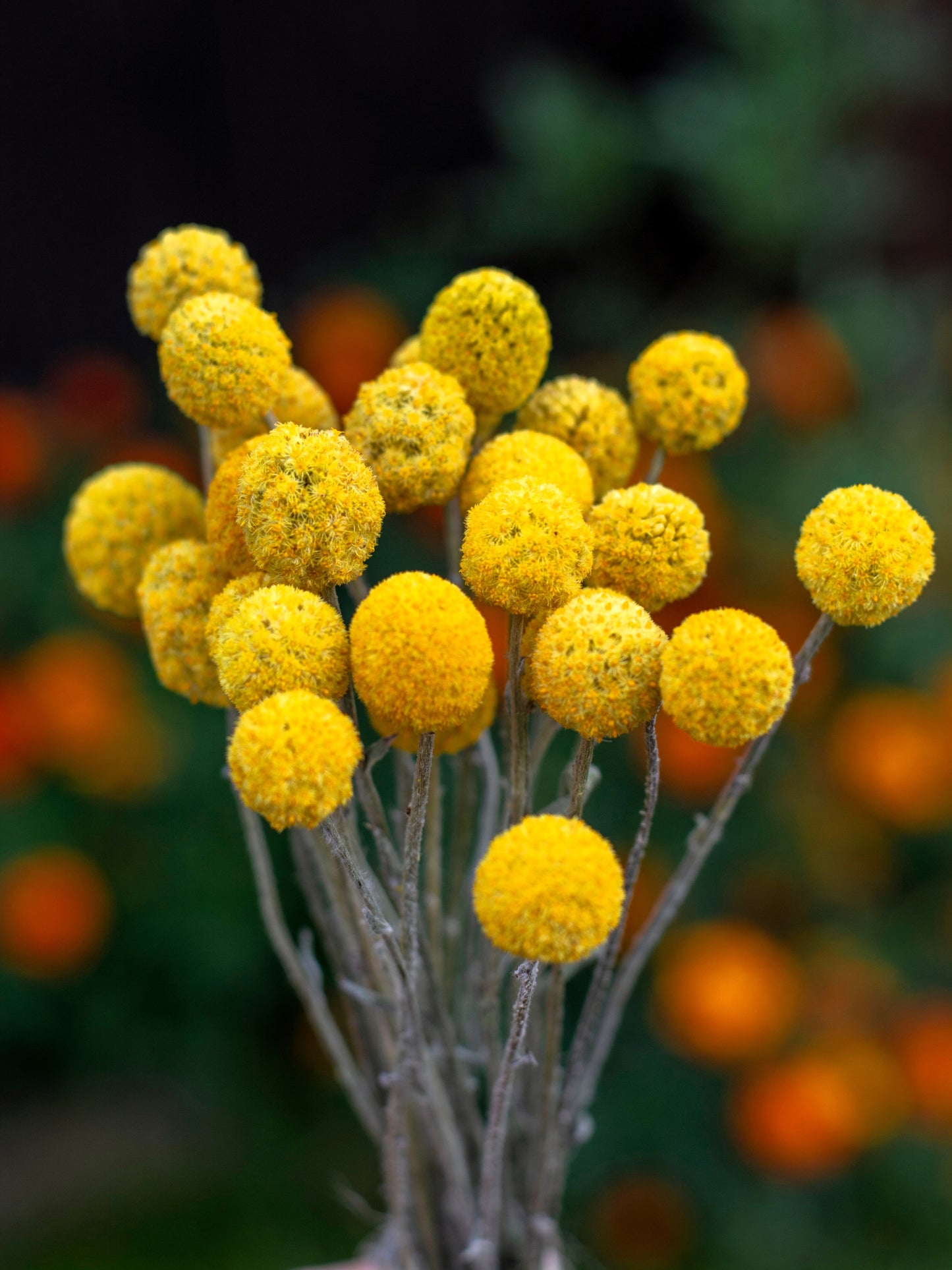 20 Yellow BILLY BUTTONS / WOLLYHEADS Craspedia Globosa Flower Seeds