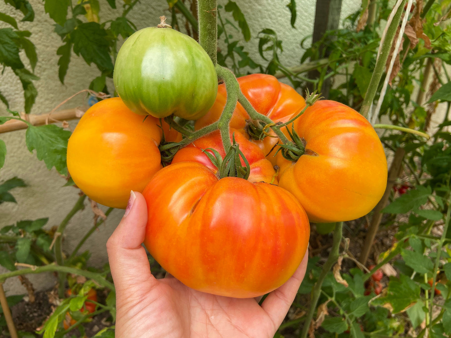 50 PINEAPPLE TOMATO Heirloom Beefsteak Indeterminate Solanum Fruit Vegetable Seeds