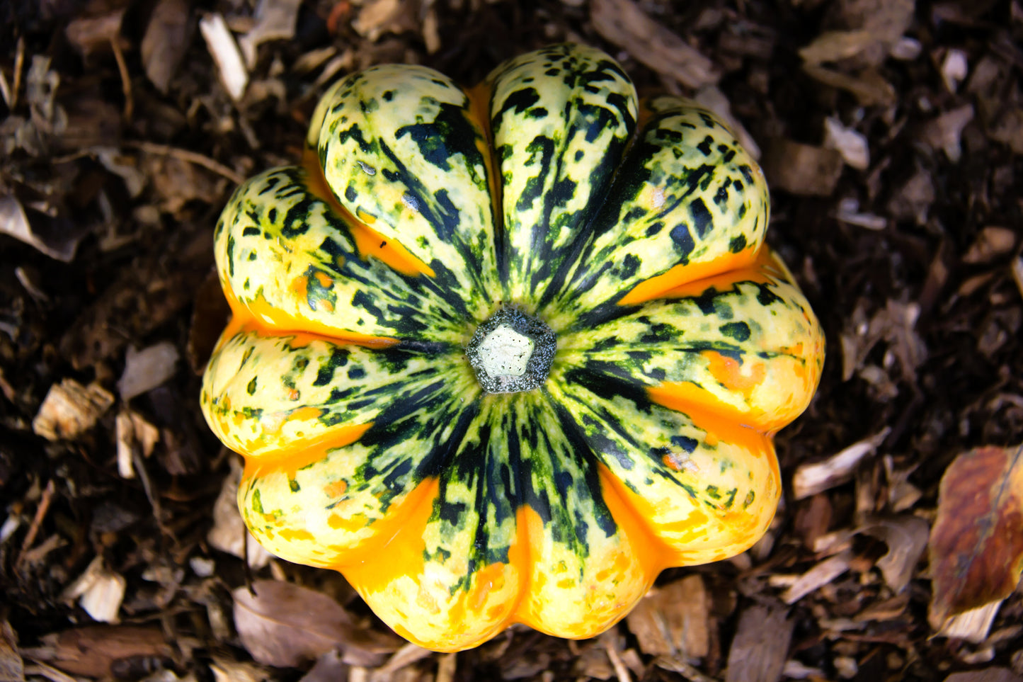 15 CARNIVAL SQUASH Winter Cucurbita Pepo Vegetable Seeds