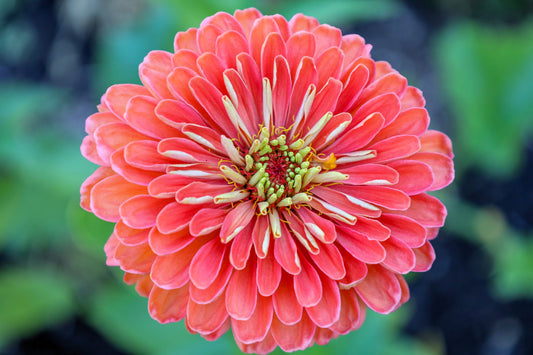 250 SALMON QUEEN ZINNIA Elegans California Giant Double Flower Seeds