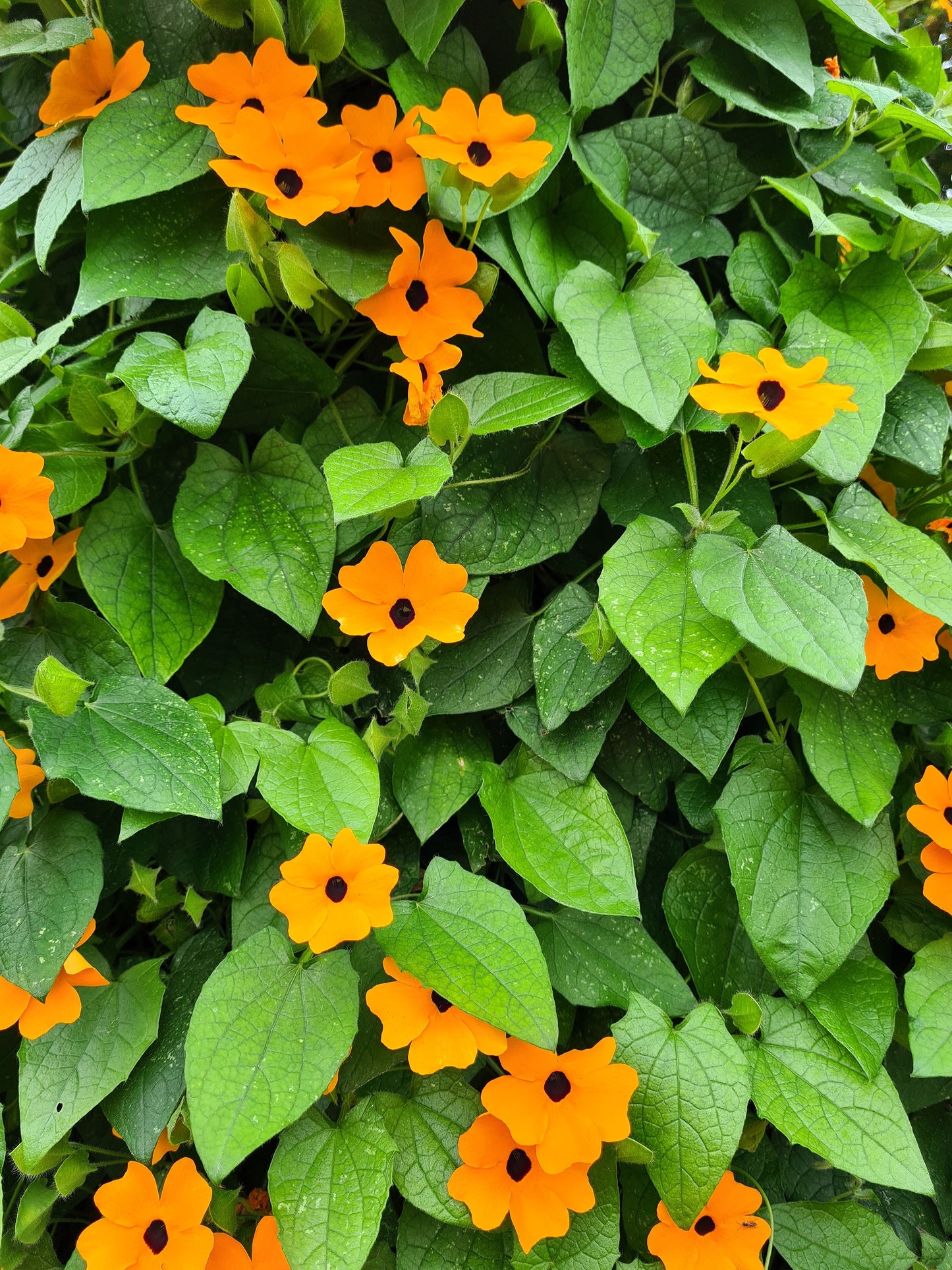 30 BLACK Eyed SUSAN VINE Thunbergia Alata Orange Yellow Black Flower Seeds