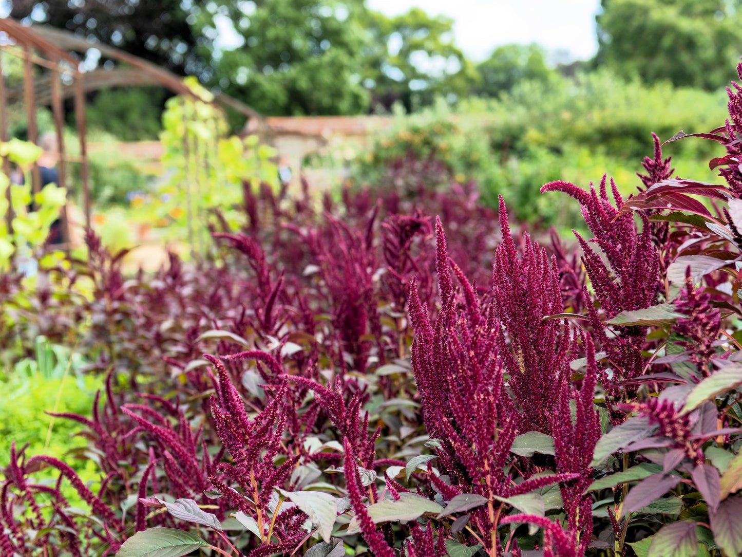 250 PRINCES FEATHER AMARANTHUS Cruentus Oeschberg Purple Red Flower Herb Seeds