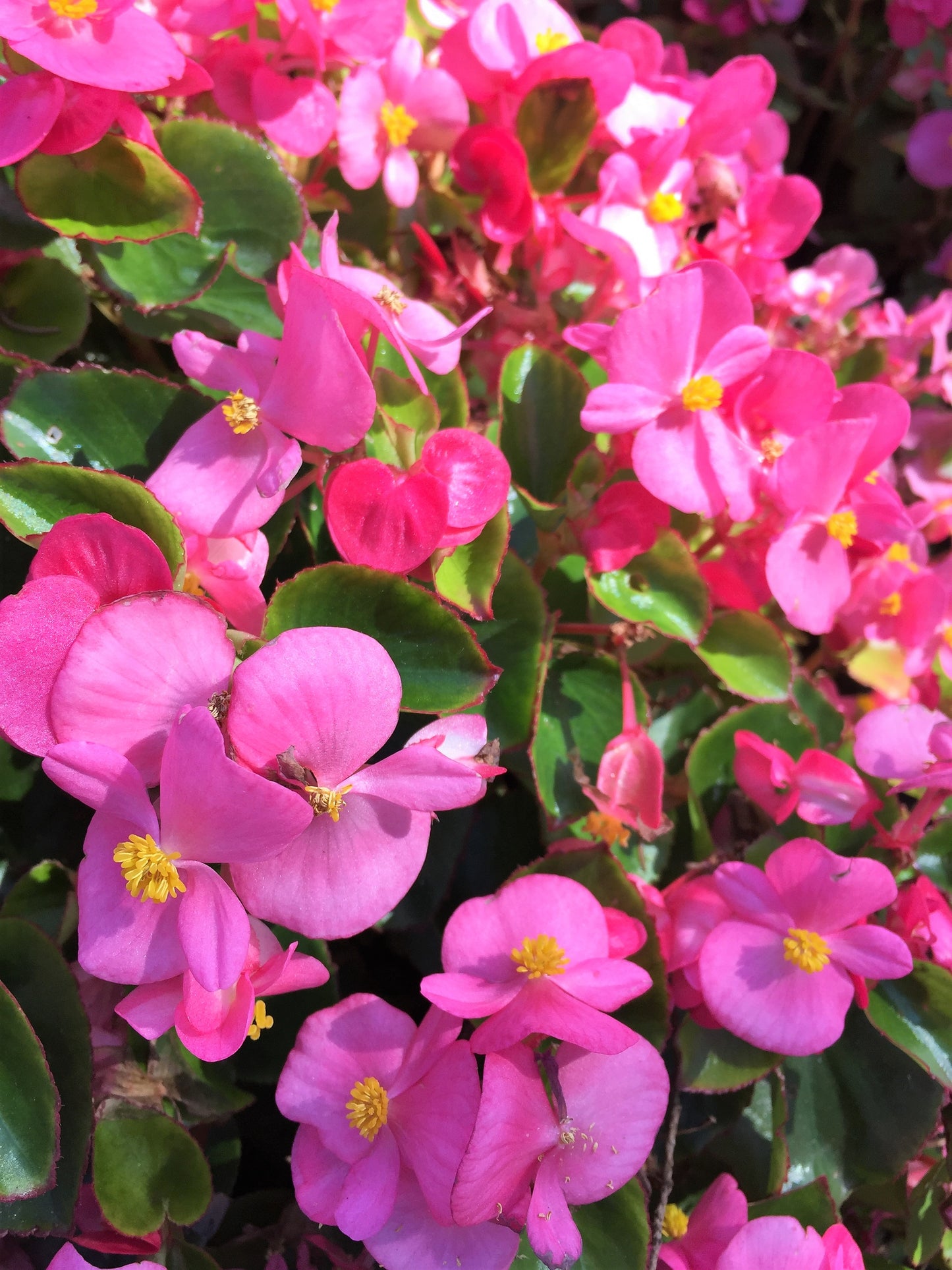 100 Rose PINK WAX BEGONIA Semperflorens Fibrous Shade Flower Seeds